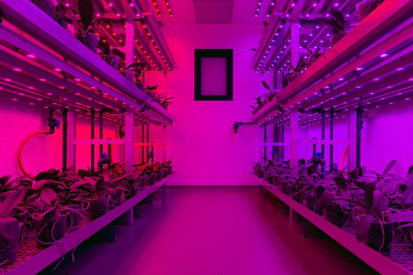 indoor farming met paars licht en plantjes